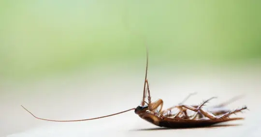 Cockroach lying upside down on the floor