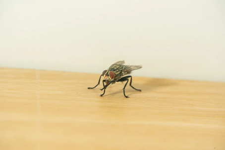 house flies