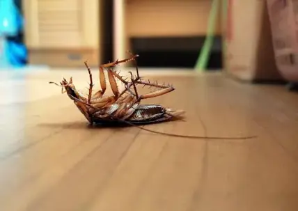 dealing with roaches